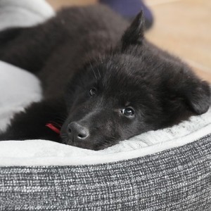 belgian-shepherd-dog-435944_640 belgian-shepherd-dog-435944_640