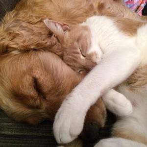 cat-and-dog-775116_640 cat-and-dog-775116_640