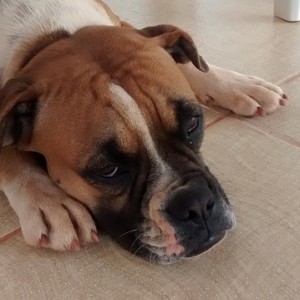 dog-427699_640 dog-427699_640