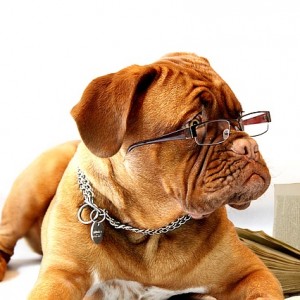 dog-734689_640 dog-734689_640