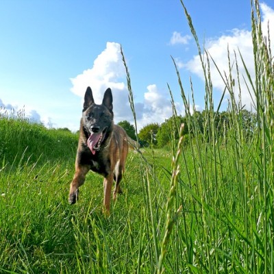 dog-743479_640 dog-743479_640