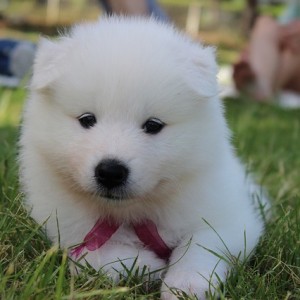 dog-747460_640 dog-747460_640