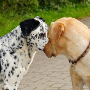 dogs-430192_640 dogs-430192_640