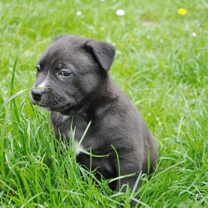 puppy-346308_640 puppy-346308_640
