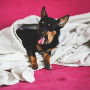 puppy-791079_640 puppy-791079_640